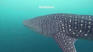 Maamigili Beyru Южный Ари дайвинг у тени манты и будет ли клев