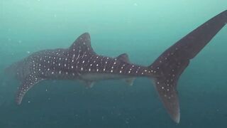 Maamigili Beyru Южный Ари дайвинг у тени манты и будет ли клев