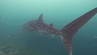 Maamigili Beyru Южный Ари дайвинг у тени манты и будет ли клев