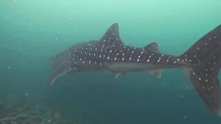 Maamigili Beyru Южный Ари дайвинг у тени манты и будет ли клев