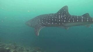 Maamigili Beyru Южный Ари дайвинг у тени манты и будет ли клев