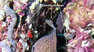 Maamigili Beyru Южный Ари дайвинг у тени манты и будет ли клев