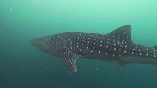 Maamigili Beyru Южный Ари дайвинг у тени манты и будет ли клев