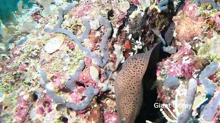 Maamigili Beyru Южный Ари дайвинг у тени манты и будет ли клев