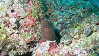 Maamigili Beyru Южный Ари дайвинг у тени манты и будет ли клев