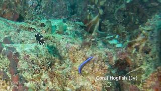 Maamigili Beyru Южный Ари дайвинг у тени манты и будет ли клев