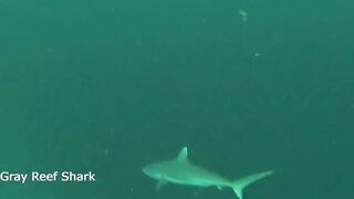 Maamigili Beyru Южный Ари дайвинг у тени манты и будет ли клев