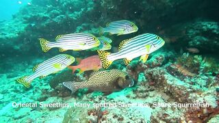 Maamigili Beyru Южный Ари дайвинг у тени манты и будет ли клев