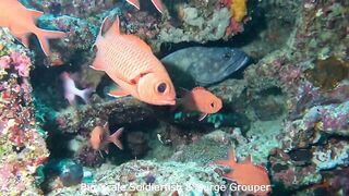 Maamigili Beyru Южный Ари дайвинг у тени манты и будет ли клев