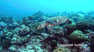 Maamigili Beyru Южный Ари дайвинг у тени манты и будет ли клев