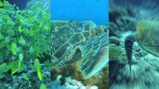 Maamigili остров, где искать рыбалку на закатном течении?