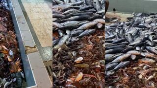 Naifaru, разделка baby tuna морская рыбалка в Lhaviyani на подъеме