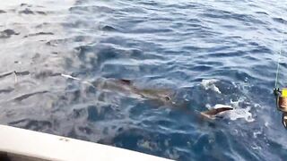 Fulidhoo, утренний свал у пирса и морская рыбалка в проливе