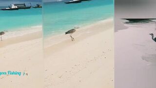 Fulidhoo цапля на охоте, а рыбалка идёт в этот отлив вообще?