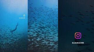 Свободное погружение с baitball - рой мелочи и хищники на подходе