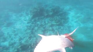 Fohtheyomuli Meemu: подводная охота и морская рыбалка на гряде?