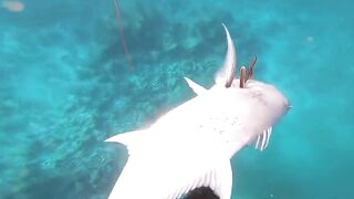 Fohtheyomuli Meemu: подводная охота и морская рыбалка на гряде?