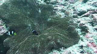 Muli Corner Meemu прозрачный свал и безопасна ли рыбалка с берега?