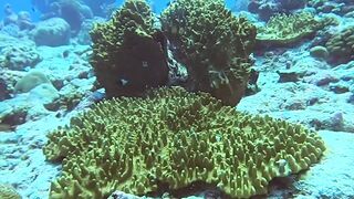 Muli Corner Meemu прозрачный свал и безопасна ли рыбалка с берега?