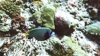 Muli Corner Meemu прозрачный свал и безопасна ли рыбалка с берега?