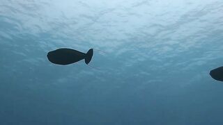 Muli Corner Meemu прозрачный свал и безопасна ли рыбалка с берега?