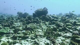 Muli Corner Meemu прозрачный свал и безопасна ли рыбалка с берега?