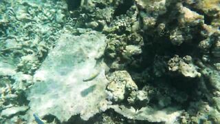 Kudahuvadhoo: снорклинг с акулами и морская рыбалка на мелких свалах