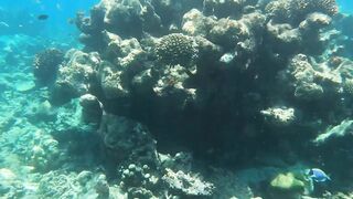 Kudahuvadhoo: снорклинг с акулами и морская рыбалка на мелких свалах