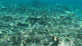 Kudahuvadhoo: снорклинг с акулами и морская рыбалка на мелких свалах