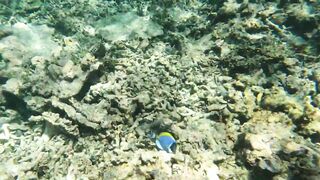 Kudahuvadhoo: снорклинг с акулами и морская рыбалка на мелких свалах