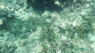 Kudahuvadhoo: снорклинг с акулами и морская рыбалка на мелких свалах