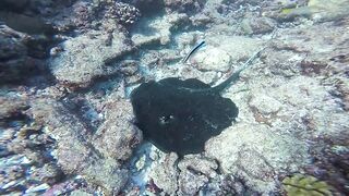 Kudahuvadhoo 2017 берег и пирс какую рыбалку мы нашли зимой?