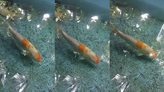 Kudahuvadhoo giant fish у скал рыбалка на джиг или троллинг