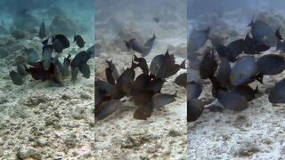 Fuvahmulah surgeonfish у столовой волны будет ли клев с берега вечером