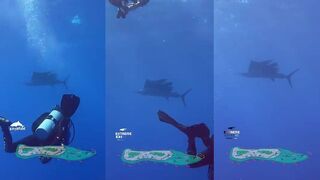 Fuvahmulah sailfish - брызги в борт и короткая свечка за лодкой