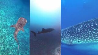 Редкая китовая акула у Lhaviyani и что с рыбалкой на свалах сегодня