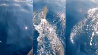 Dolphins of Raa Atoll и как рыбалка меняется при их подходе?