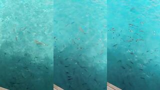 Raa atoll resort, out of network и рыбалка только у западного пасса