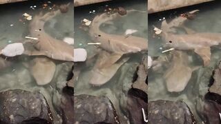 Ukulhas baby shark у берега а рыбалка на закате возможна