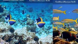 Goidhhoo, Shaviyani Atoll - морская рыбалка на рифовом крае и в лагуне