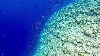 Vaavu Atoll снорклинг - стеклянный проход и рифовые акулы на мели