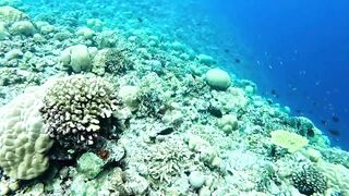 Vaavu Atoll снорклинг - стеклянный проход и рифовые акулы на мели