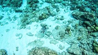 Vaavu Atoll снорклинг - стеклянный проход и рифовые акулы на мели