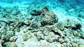 Vaavu Atoll снорклинг - стеклянный проход и рифовые акулы на мели