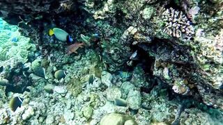 Vaavu Atoll снорклинг - стеклянный проход и рифовые акулы на мели