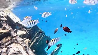 Vaavu Atoll снорклинг - стеклянный проход и рифовые акулы на мели