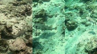 Porcupine fish на мелководье Укуласа, можно ли подплывать так близко?