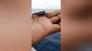 Faafu Magoodhoo вечерний бриз и рыбалка на заброс с косы