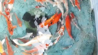 Faafu Magoodhoo вечерний бриз и рыбалка на заброс с косы