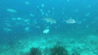 Faafu Filitheyo утренний пасс и рыбалка троллингом вдоль побережья